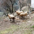IMG_6339