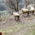 IMG_6344
