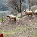 IMG_6349