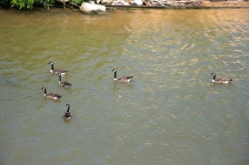 waterfowl