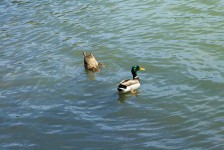 IMG_0997