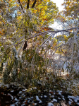IMG_20201031_113447794